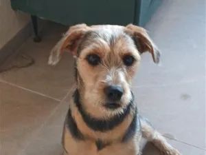 Cachorro raça SRD-ViraLata idade 7 a 11 meses nome Madalena