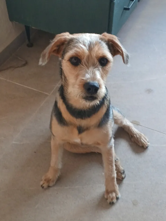 Cachorro raça SRD-ViraLata idade 7 a 11 meses nome Madalena