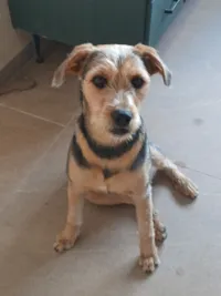 Cachorro raça SRD-ViraLata idade 7 a 11 meses nome Madalena