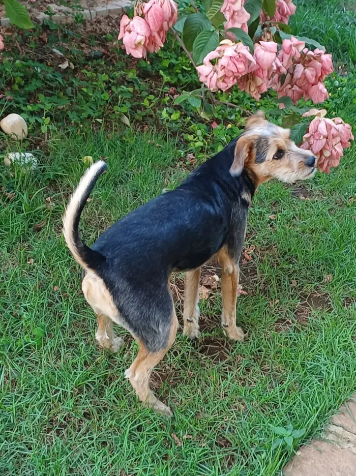 Cachorro raça SRD-ViraLata idade 7 a 11 meses nome Madalena