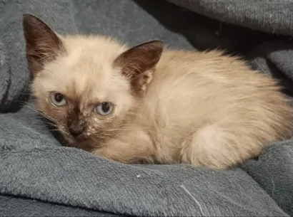 Gato raça SRD-ViraLata idade Abaixo de 2 meses nome CLARINHA