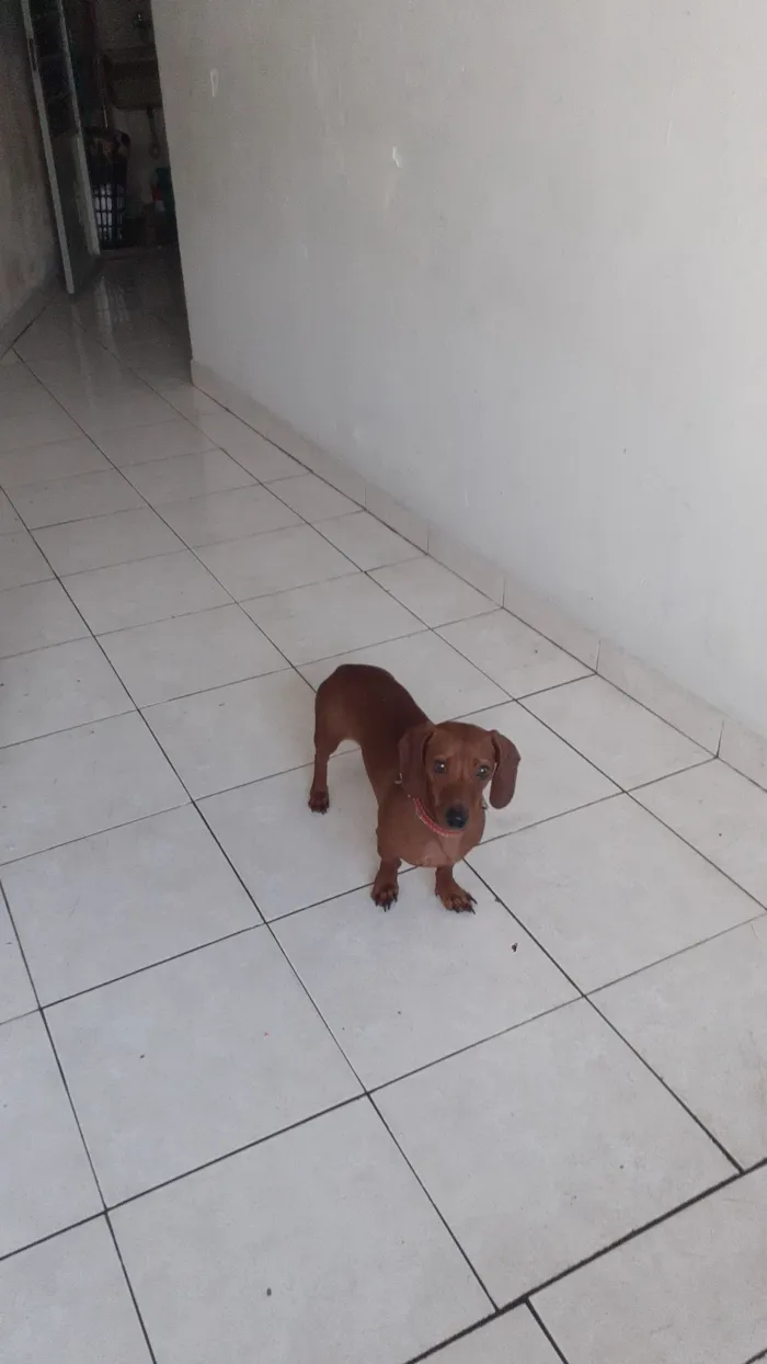 Cachorro raça Basset-Cofap idade 4 anos nome Doguito