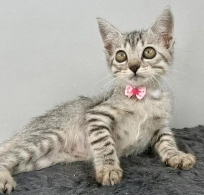 Gato raça SRD-ViraLata idade 2 a 6 meses nome TIGRADINHA