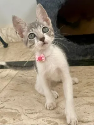 Gato raça SRD-ViraLata idade 2 a 6 meses nome ANGEL