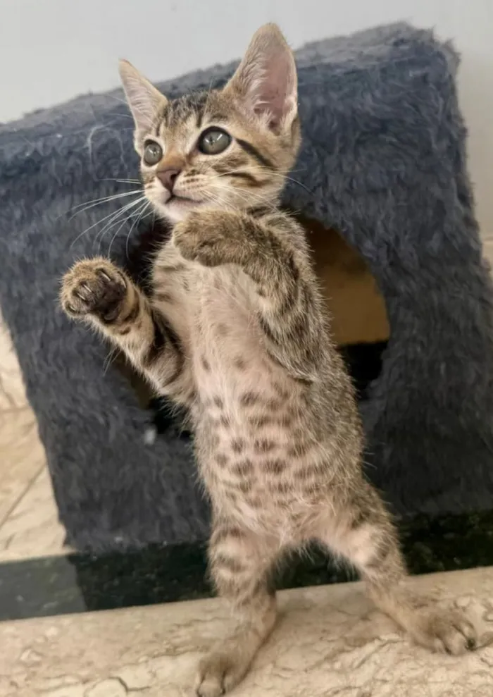 Gato raça SRD-ViraLata idade 2 a 6 meses nome BRINCALHÃO