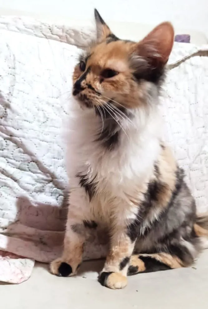 Gato raça SRD-ViraLata idade 2 a 6 meses nome GATINHA DE LUXO