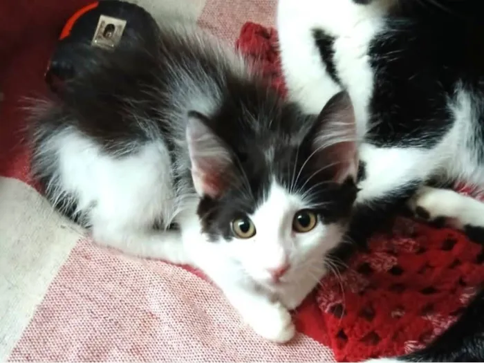 Gato raça SRD-ViraLata idade 2 a 6 meses nome FRAJOLINHA FÊMEA