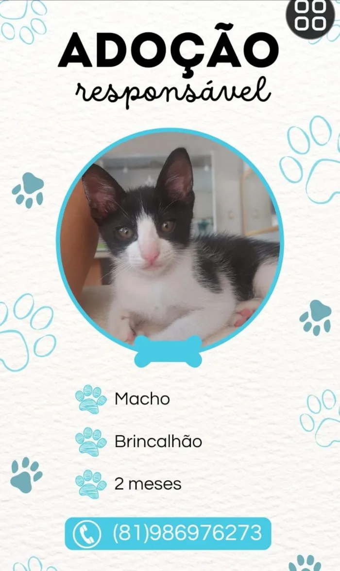 Gato raça SRD-ViraLata idade 2 a 6 meses nome Polo