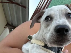 Cachorro raça SRD-ViraLata idade 2 a 6 meses nome Floquinho
