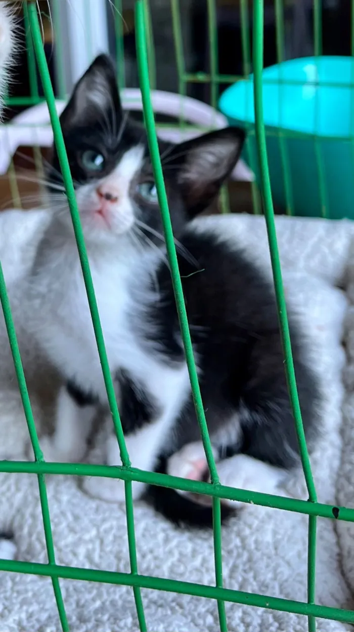 Gato raça SRD-ViraLata idade Abaixo de 2 meses nome Tatá & Lia