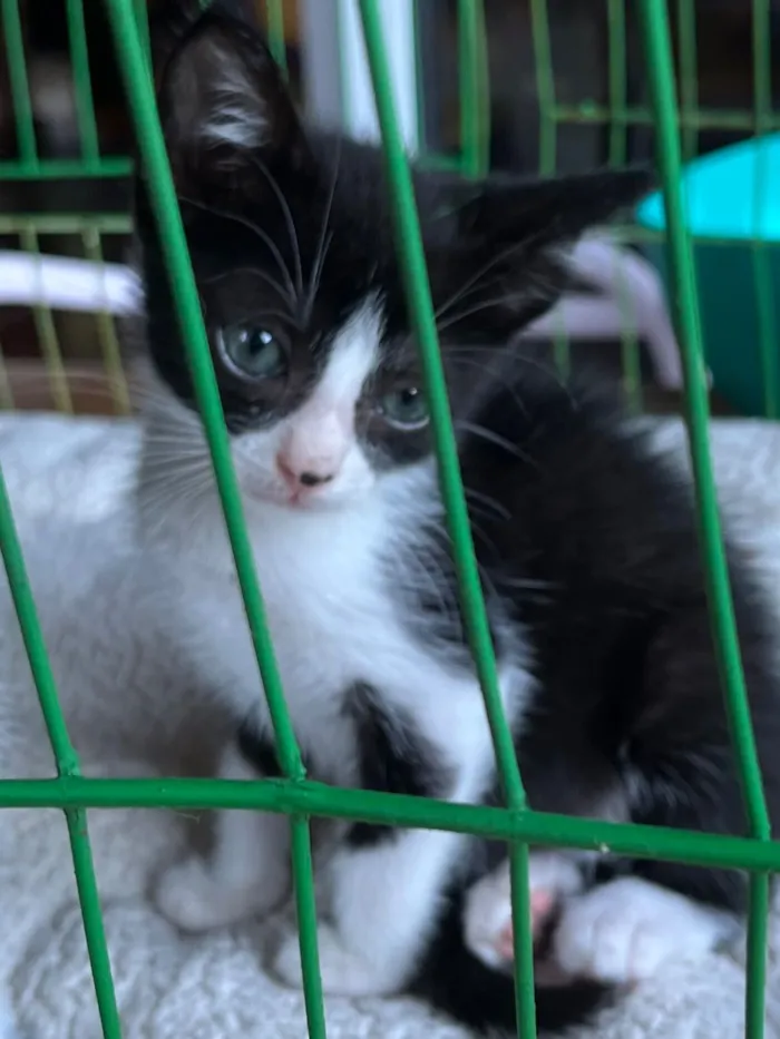 Gato raça SRD-ViraLata idade Abaixo de 2 meses nome Tatá & Lia