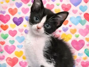 Gato raça SRD-ViraLata idade Abaixo de 2 meses nome Tatá & Lia