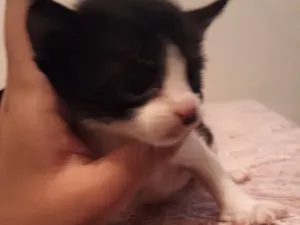 Gato raça SRD-ViraLata idade Abaixo de 2 meses nome Gatinhos para doação (acredito que ambos sejam machos)