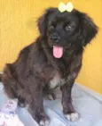Cachorro raça SRD-ViraLata idade 1 ano nome HELENA