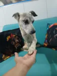 Cachorro raça SRD-ViraLata idade 5 anos nome Magrelo