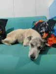 Cachorro raça SRD-ViraLata idade 5 anos nome Magrelo