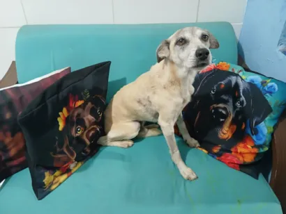 Cachorro raça SRD-ViraLata idade 5 anos nome Magrelo