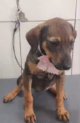 Cachorro raça SRD-ViraLata idade 2 a 6 meses nome JOLLIE