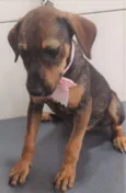 Cachorro raça SRD-ViraLata idade 2 a 6 meses nome JOLLIE