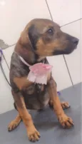 Cachorro raça SRD-ViraLata idade 2 a 6 meses nome JOLLIE