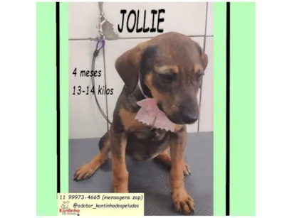 Cachorro raça SRD-ViraLata idade 2 a 6 meses nome JOLLIE