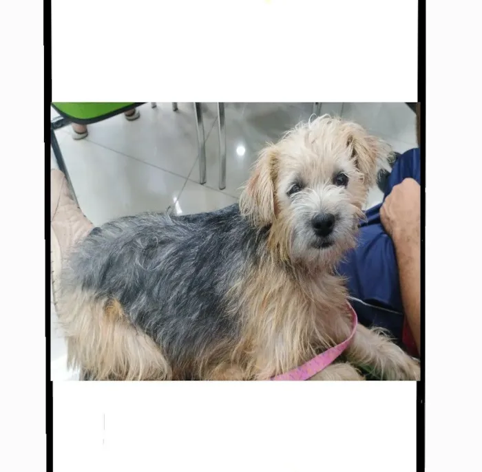 Cachorro raça SRD-ViraLata idade 1 ano nome MARIKOTA