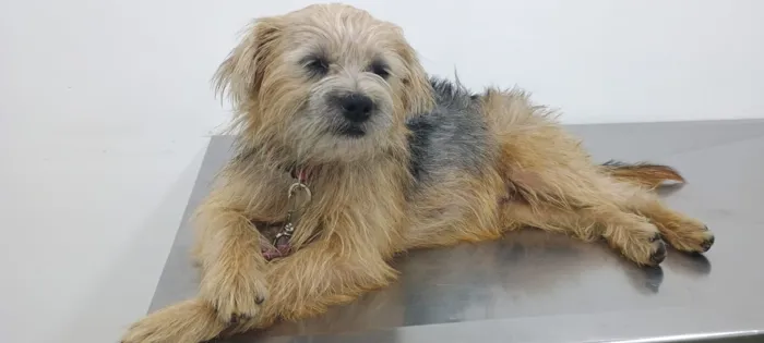 Cachorro raça SRD-ViraLata idade 1 ano nome MARIKOTA