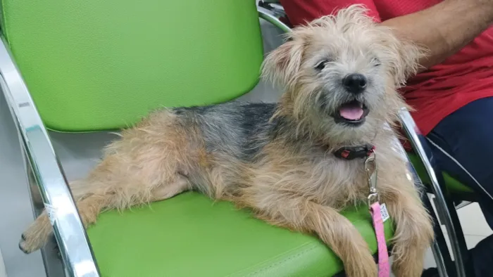 Cachorro raça SRD-ViraLata idade 1 ano nome MARIKOTA