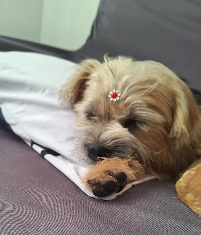 Cachorro raça SRD-ViraLata idade 1 ano nome MARIKOTA