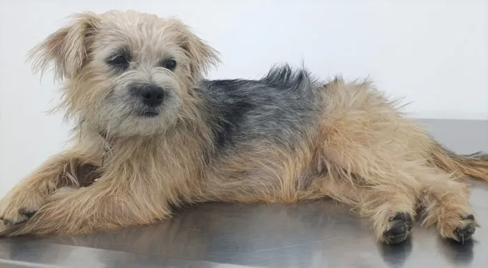 Cachorro raça SRD-ViraLata idade 1 ano nome MARIKOTA