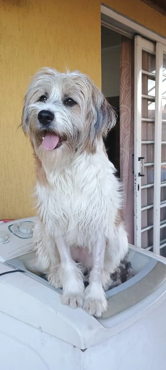 Cachorro raça SRD-ViraLata idade 1 ano nome MARISSOL