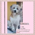 Cachorro raça SRD-ViraLata idade 1 ano nome MARISSOL