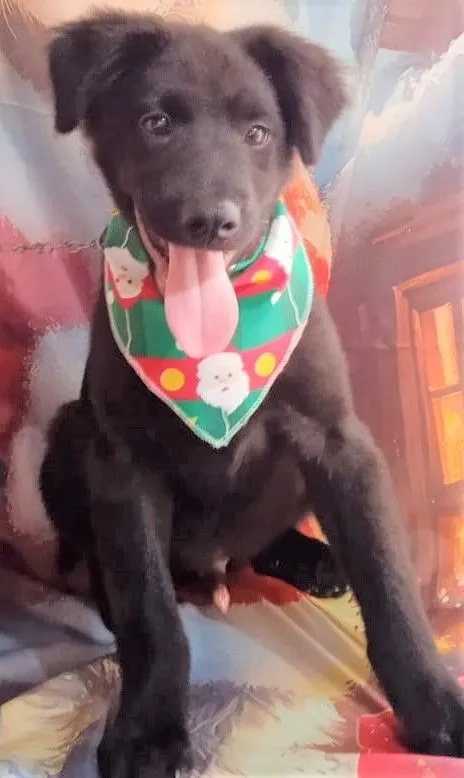 Cachorro raça SRD-ViraLata idade 2 a 6 meses nome NINO