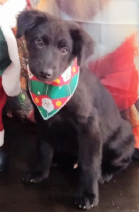 Cachorro raça SRD-ViraLata idade 2 a 6 meses nome NINO