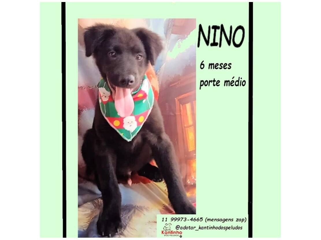 Cachorro raça SRD-ViraLata idade 2 a 6 meses nome NINO