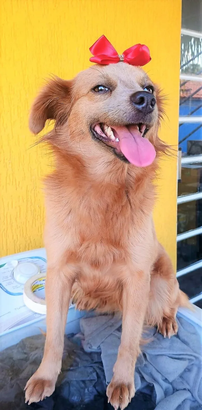Cachorro raça SRD-ViraLata idade 1 ano nome PEPITA MARIA
