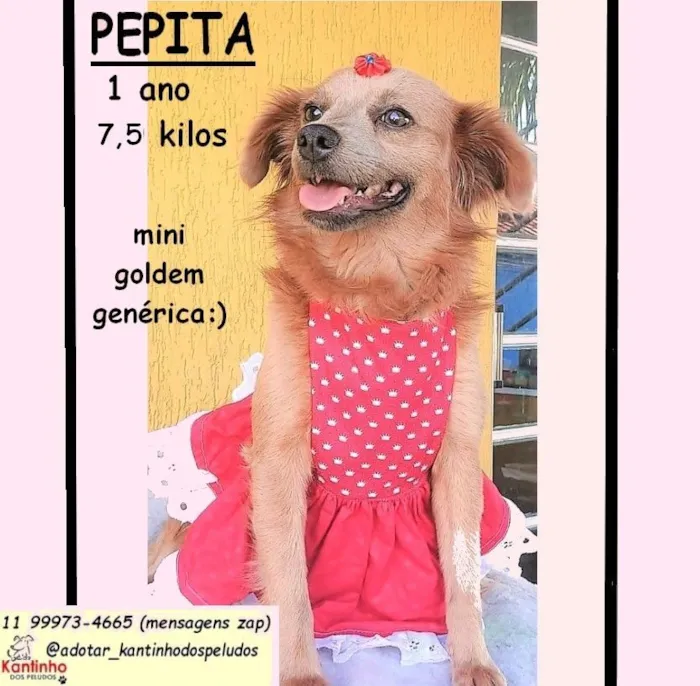 Cachorro raça SRD-ViraLata idade 1 ano nome PEPITA MARIA