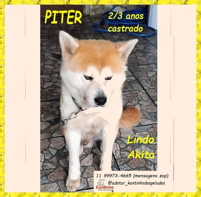 Cachorro raça SRD-ViraLata idade 2 anos nome PITER