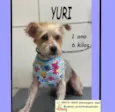 Cachorro raça SRD-ViraLata idade 1 ano nome YURI
