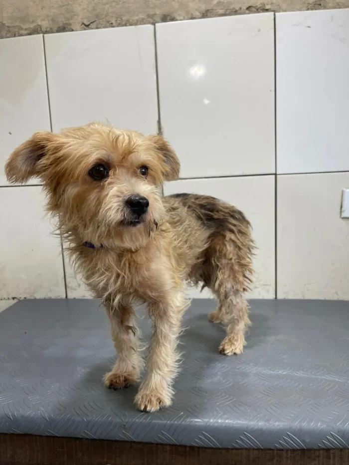 Cachorro raça SRD-ViraLata idade 1 ano nome YURI