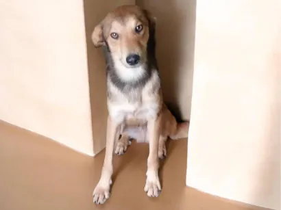 Cachorro raça SRD-ViraLata idade 2 a 6 meses nome Fofucho
