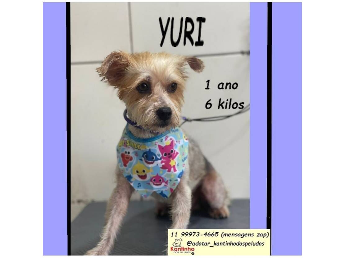 Cachorro raça SRD-ViraLata idade 1 ano nome YURI