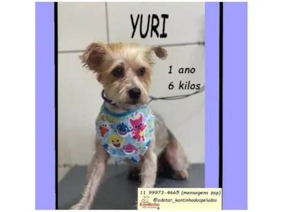 Cachorro raça SRD-ViraLata idade 1 ano nome YURI