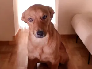 Cachorro raça SRD-ViraLata idade 2 a 6 meses nome Mel
