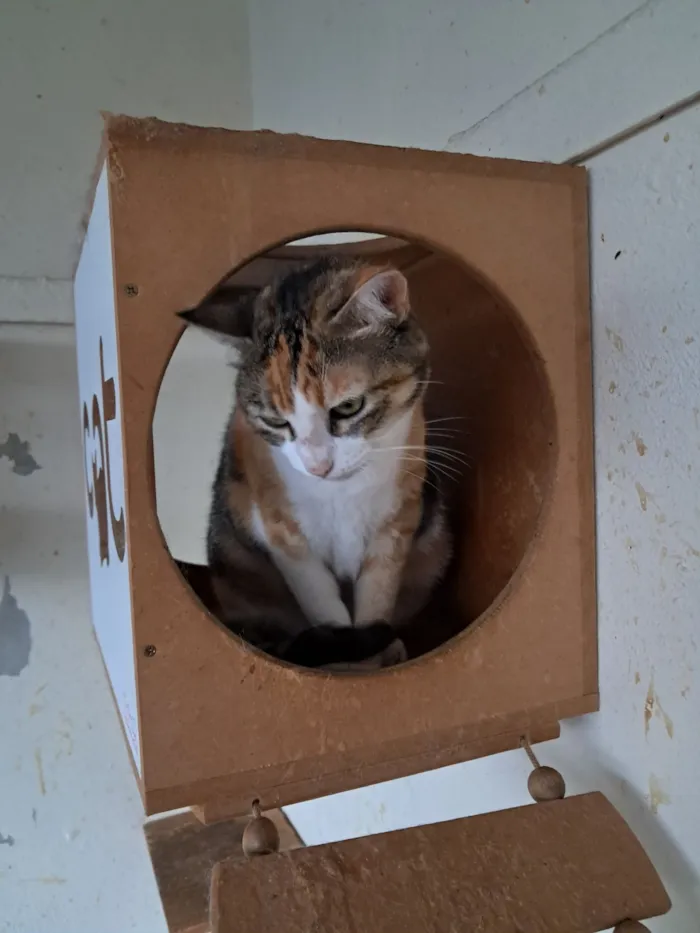 Gato raça SRD-ViraLata idade 3 anos nome Griffe