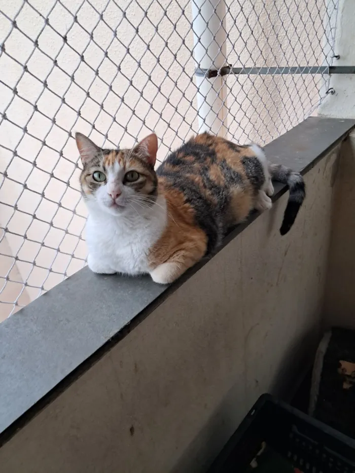 Gato raça SRD-ViraLata idade 3 anos nome Griffe