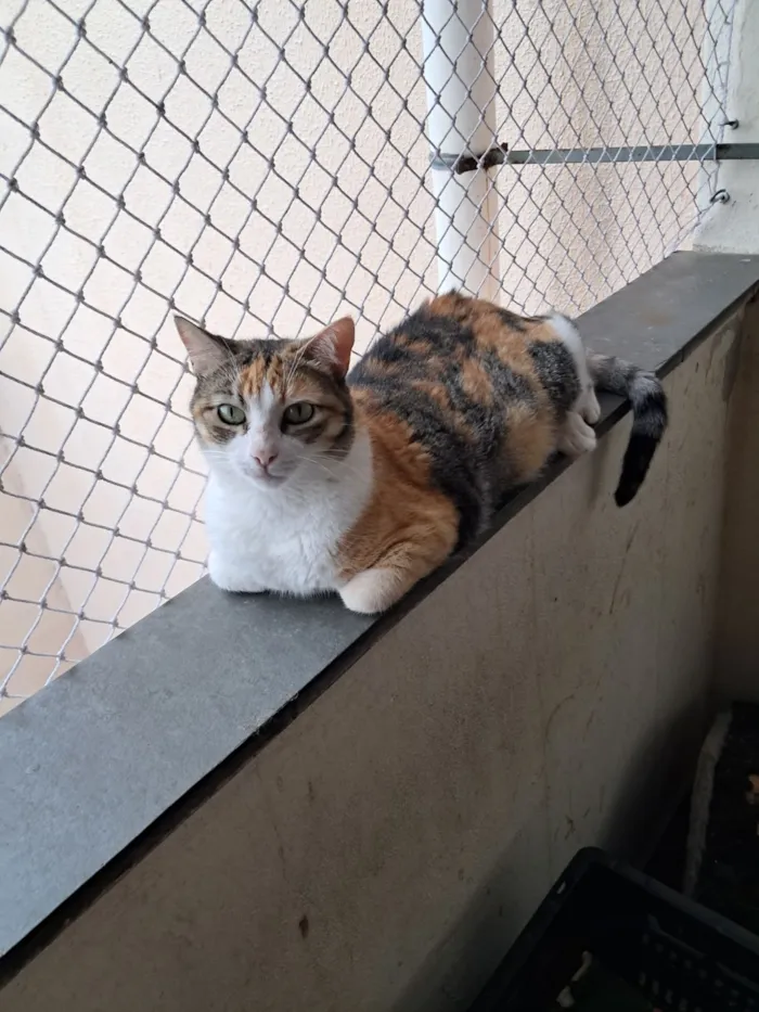 Gato raça SRD-ViraLata idade 3 anos nome Griffe