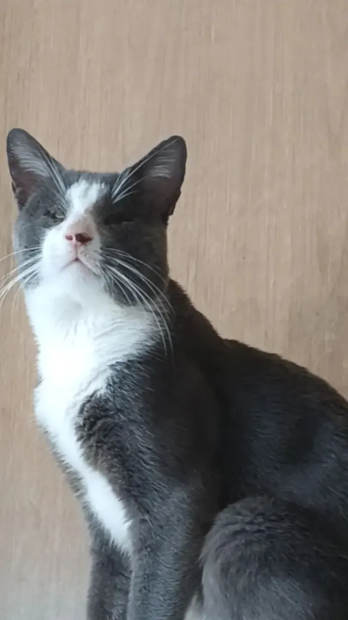 Gato raça SRD-ViraLata idade 2 anos nome Nenezinho 