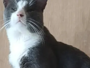 Gato raça SRD-ViraLata idade 2 anos nome Nenezinho 