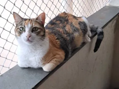 Gato raça SRD-ViraLata idade 3 anos nome Griffe